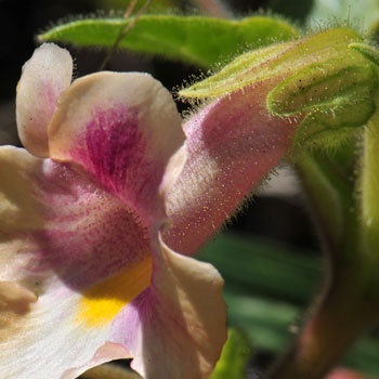 Proboscidea parviflora, Doubleclaw Proboscidea parviflora, Doubleclaw